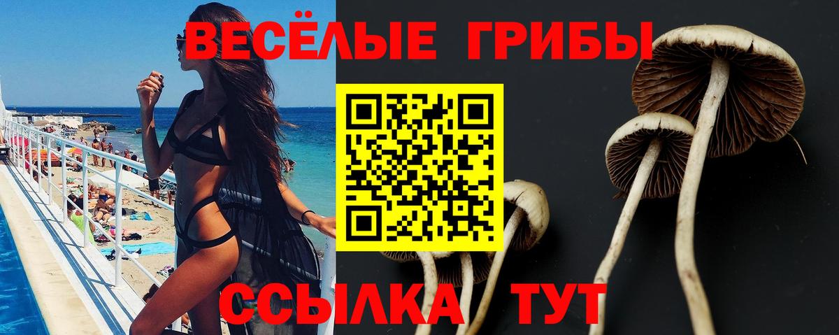 Псилоцибиновые грибы мицелий Камень-на-Оби